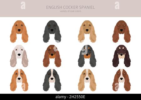 Englischer Cocker Spaniel Clipart. Verschiedene Posen, Fellfarben eingestellt. Vektorgrafik Stock Vektor