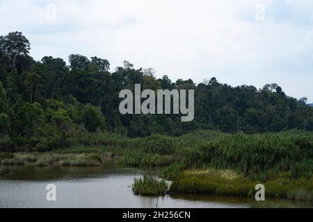 Ein Abschnitt des Chini-Sees mit Bäumen, Pandanus- oder Rasau-Bäumen und Grashalmen. Selektive Fokuspunkte Stockfoto