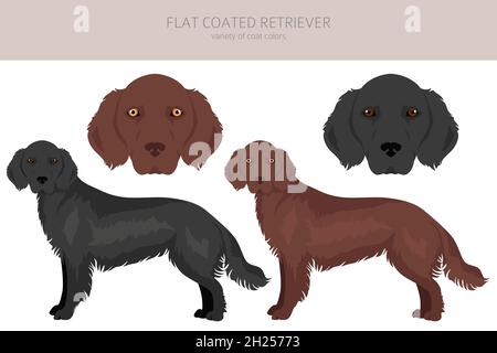 Flache beschichtete Retriever-Cliparts. Verschiedene Posen, Fellfarben eingestellt. Vektorgrafik Stock Vektor