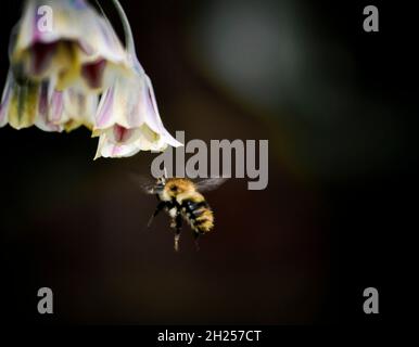 Hummel nähert sich einer Blume des sizilianischen Honigknoblauchs (Nectaroscordum siculum), die in einem englischen Landgarten liegt Stockfoto