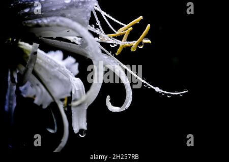 Nerine Ella K Blume mit Wassertröpfchen auf den Blütenblättern und Staubgefäßen, vor einem schwarzen Hintergrund für einen auffälligen Effekt gesetzt Stockfoto