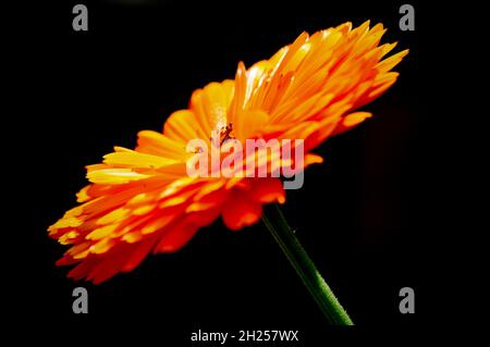 Calendula Blume (Calendula officinalis 'Indian Prince') vor schwarzem Hintergrund vor Ort aufgenommen. Stockfoto