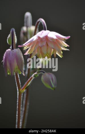 Ein mehrblättrige Aquilegia-Blütenkopf (Aquilegia vulgaris) mit blassrosa und zitronenfarbenen Farbstoffen vor dunklem Hintergrund Stockfoto