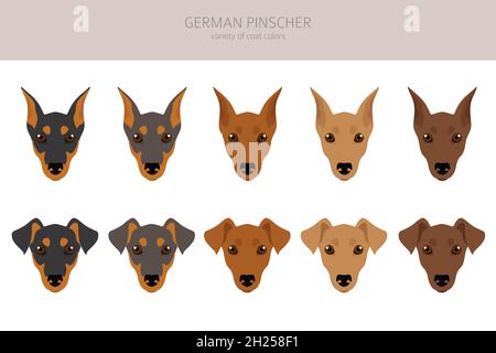 Deutscher Pinscher Clipart. Verschiedene Posen, Fellfarben eingestellt. Vektorgrafik Stock Vektor