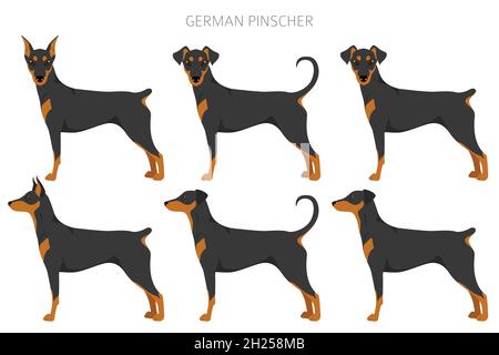 Deutscher Pinscher Clipart. Verschiedene Posen, Fellfarben eingestellt. Vektorgrafik Stock Vektor