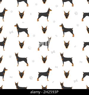 Deutsch Pinscher nahtlose Muster. Verschiedene Posen, Fellfarben eingestellt. Vektorgrafik Stock Vektor