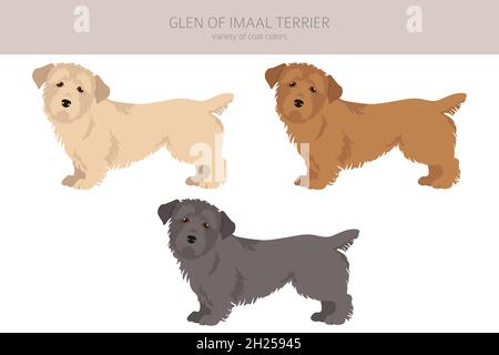 Glen of Imaal Terrier Clipart. Verschiedene Posen, Fellfarben eingestellt. Vektorgrafik Stock Vektor