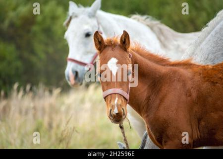 Ein braunes hengstfohlen und ein weißes erwachsenes Pferd, Oktobertag Stockfoto