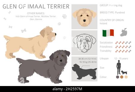 Glen of Imaal Terrier Clipart. Verschiedene Posen, Fellfarben eingestellt. Vektorgrafik Stock Vektor