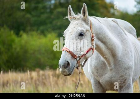 Ein weißes Pferd auf dem Hintergrund von grünen Bäumen Stockfoto