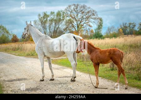 Die weiße Stute und das braune Fohlen stehen auf dem Feldweg, Oktobertag Stockfoto