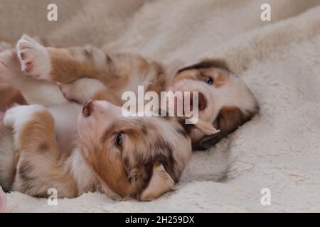 Zwei kleine Welpen von Australian Shepherd Red Merle haben Spaß beim Spielen auf weißen flauschigen weichen Decke aus Schafwolle. Wunderschöner aussie Hund für den Urlaub Stockfoto