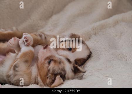 Zwei kleine Welpen von Australian Shepherd Red Merle haben Spaß beim Spielen auf weißen flauschigen weichen Decke aus Schafwolle. Wunderschöner aussie Hund für den Urlaub Stockfoto