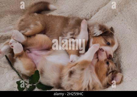 Zwei kleine Welpen von Australian Shepherd Red Merle haben Spaß beim Spielen auf weißen flauschigen weichen Decke neben Blume. Schöner aussie Hund für holida Stockfoto