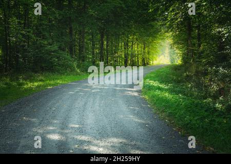 Eine Schotterstraße durch einen grünen Laubwald, Blick auf den Sommer Stockfoto
