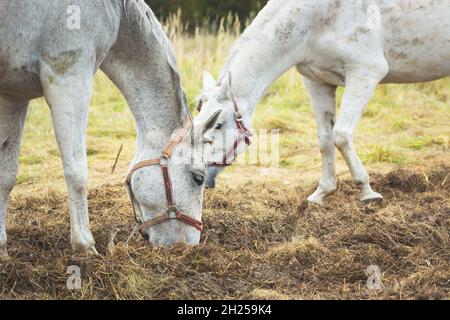 Zwei weiße Pferde fressen Gras auf der Weide, Oktobertag Stockfoto