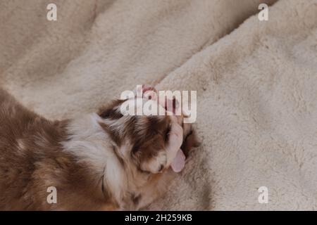 Zwei kleine Welpen von Australian Shepherd Red Merle haben Spaß beim Spielen auf weißen flauschigen weichen Decke aus Schafwolle. Wunderschöner aussie Hund für den Urlaub Stockfoto