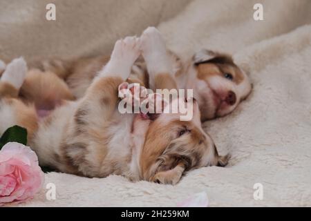 Zwei kleine Welpen von Australian Shepherd Red Merle haben Spaß beim Spielen auf weißen flauschigen weichen Decke neben rosa Rosen. Schöner aussie Hund für ho Stockfoto