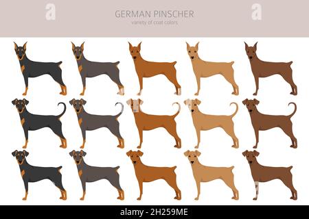 Deutscher Pinscher Clipart. Verschiedene Posen, Fellfarben eingestellt. Vektorgrafik Stock Vektor