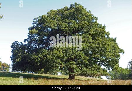 Große reife, gut geformte englische oder europäische Eiche (Quercus robur) mit ausgestreckter Krone in Vollblättern und von Schafen, von den Bergen, von September, gegrast Stockfoto