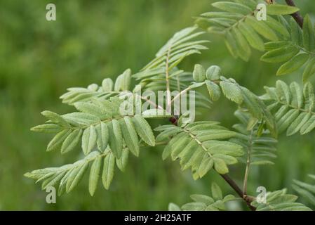 Rowan oder Gebirgsasche (Sorbus aucuparia) junge Blätter eines kleinen Baumes im Frühjahr, Berkshire, Mai Stockfoto
