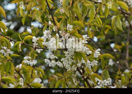 Zarte Blüten von Wildkirsche (Prunus avium) mit jungen Blättern mit einer rötlich-grünen Farbe im Frühjahr, in den Bergen, im April Stockfoto