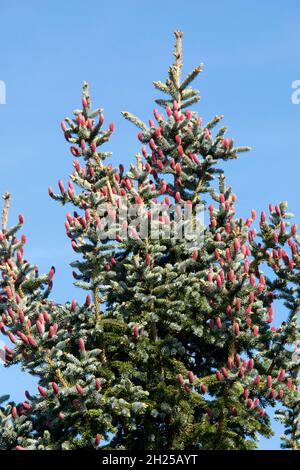 Rote, unreife Zapfen aus blauer Fichte (Picea pungens) an der Spitze eines Baumes mit blauem, graugrünem Laub im Frühjahr, Bekshire, Mai Stockfoto