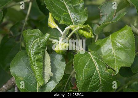 Charakteristische seitliche Rollschäden und Nekrose durch rosige Apfelblattlaus (Dysaphis plantaginea) an Bramley-Apfelblättern, Berkshire, Juni Stockfoto