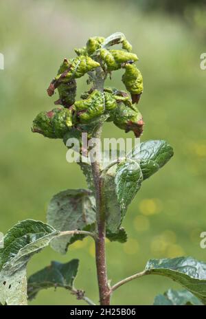 Charakteristische seitliche Rollschäden und Nekrose durch rosige Apfellaus (Dysaphis plantaginea) zu Discovery Apfelblättern, Bekshire, Juni Stockfoto