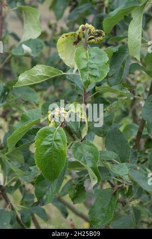 Charakteristische seitliche Rollschäden und Nekrose durch rosige Apfellaus (Dysaphis plantaginea) zu Discovery Apfelblättern, Bekshire, Juni Stockfoto