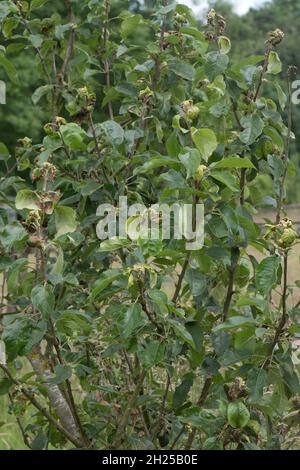 Charakteristische seitliche Rollschäden und Nekrose durch rosige Apfellaus (Dysaphis plantaginea) zu Discovery Apfelblättern, Bekshire, Juni Stockfoto