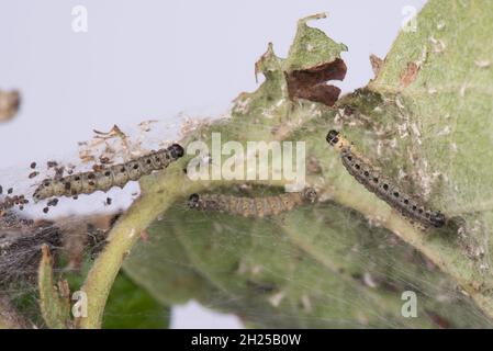 Apfelermin (Yponomeuta malinellus) Raupen, Gurte und Schäden durch Blattläuse an Discovery Apfelblättern, berkshire, Juni Stockfoto