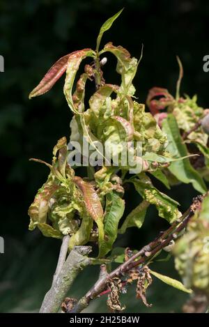 Pfirsichblatt-Locken (Tapphina deformans) Schäden, Verzerrung, Kräuseln, Rötung von Pfirsichblättern an einem jungen Baum, Bekshire, Juni Stockfoto