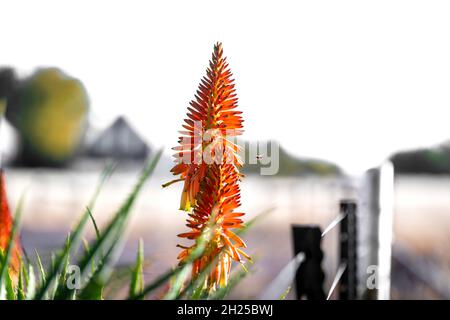 Krantz Aloe Aloe arborescens, Inkalane mit seiner Orangenblüte Stockfoto