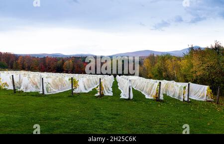 wolkige Herbstansicht des Mount Sutton von der Weinberglandschaft in Dunham Quebec Stockfoto