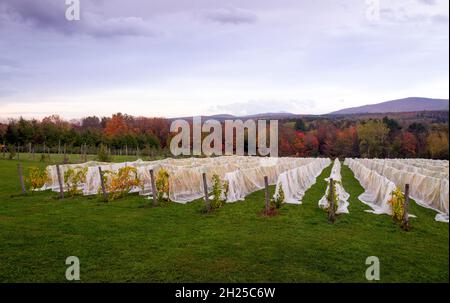 wolkige Herbstansicht des Mount Sutton von der Weinberglandschaft in Dunham Quebec Stockfoto
