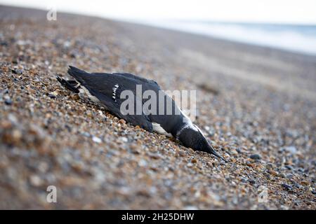 Guillemot (Uria aalge) tot Norfolk GB UK Oktober 2021 Stockfoto