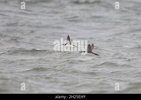 Guillemot (Uria aalge) mit Razorbill (Alca torda) Norfolk GB Großbritannien Oktober 2021 Stockfoto