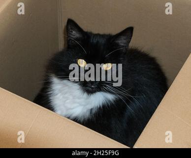 Katze in einer box Stockfoto