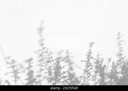 Schatten-Overlay-Effekte für das Branding. Modelle. Szenen mit natürlichem Licht. Hellgrau schattet Gras an einer weißen Wand. Banner mit Kopierbereich Stockfoto