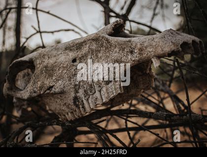 Totenkopf auf Baumzweigen im Busch. Stockfoto