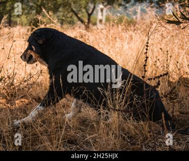 Ein wunderschöner schwarzer Wachhund, der auf dem Gras in einem Bergdorf sitzt. Stockfoto