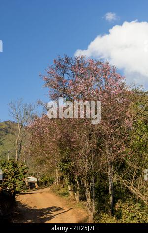 Prunus cerasoides,Wilde Himalaya-Kirsche.Rosa Blüte von Sukura-Blüten in Thailand Stockfoto