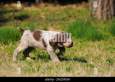 Nahaufnahme eines niedlichen Spinone Italiano Hundes im Freien Stockfoto