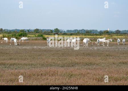 Die fast wilden weißen Pferde der Camargue grasen auf Weiden entlang der Landstraße von Arles nach Saintes-Maries-de-la-Mer, Südfrankreich Stockfoto