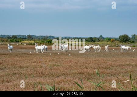 Die fast wilden weißen Pferde der Camargue grasen auf Weiden entlang der Landstraße von Arles nach Saintes-Maries-de-la-Mer, Südfrankreich Stockfoto