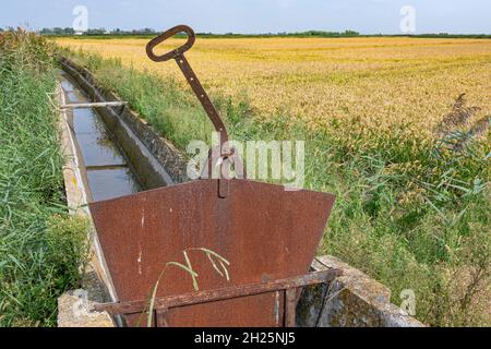 Bewässerungskanal eines Reisfeldes in der Camargue, Südfrankreich Stockfoto