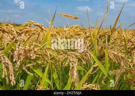 Reisfeld in der Camargue, Südfrankreich Stockfoto