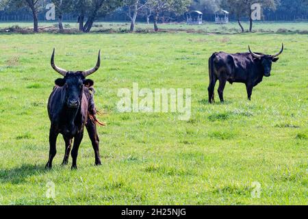 Die Camargue ist die Heimat von Bullen, die für die Stierkämpfe in den Arenen Südfrankreichs gezüchtet wurden Stockfoto