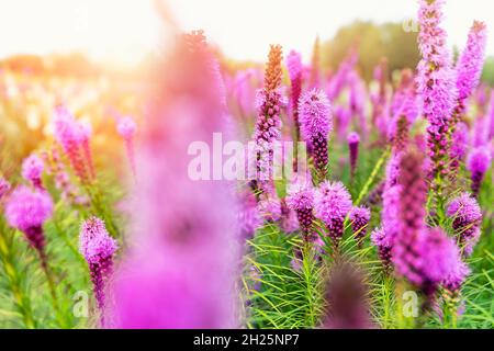 Schöne abstrakte landschaftliche Aussicht auf blühende lila Liatris spicata oder gayfeather Blumenwiese in Strahlen des Sonnenuntergangs warmes Sonnenlicht. Wildblume Stockfoto